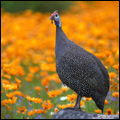 Helmeted guineafowl