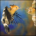 Hoopoe feeding its young