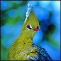 Knysna loerie