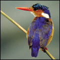 Malachite kingfisher