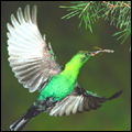 Malachite sunbird