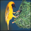 Masked weaver