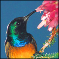 Orange-breasted sunbird
