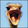 Ostrich