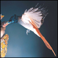 Paradise flycatcher