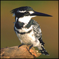 Pied kingfisher