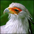 Secretary bird