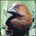 Thick-billed weaver