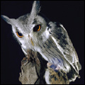 White-faced owl