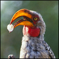 Yellow-billed hornbill