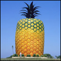 The giant pineapple near Bathurst in the Eastern Cape