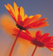 Gallery: South Africa's plant life