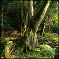 Forest: Tsitsikamma National Park