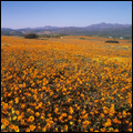 The annual explosion of flowers at Namaqua National Park