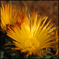 Close-up of Namaqualand flowers: Namaqua National Park