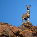 Klipspringer: Namaqua National Park