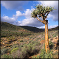 Landscape: Namaqua National Park