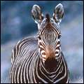Zebra: Mountain Zebra National Park