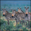 Zebras: Mountain Zebra National Park