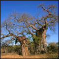 Boabab: Kruger National Park