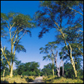 Fever trees: Kruger National Park