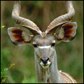 Kudu: Kruger National Park