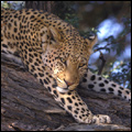 Leopard: Kruger National Park