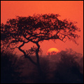Sunset: Kruger National Park
