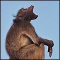 Baboon: Kruger National Park
