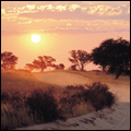 Sunset: Kgalagadi Transfrontier Park