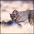 Cheetah with prey: Kgalagadi Transfrontier Park