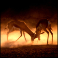 Springbok: Kgalagadi Transfrontier Park
