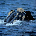 Whale in the ocean off Agulhas National Park
