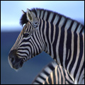 Burchells Zebra, Shamwari Private Game Reserve, Eastern Cape