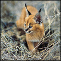 Caracal kitten, KwaZulu-Natal