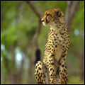 Cheetah, Mala Mala Private Game Reserve, Mpumalanga