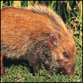 Bushpig, KwaZulu-Natal