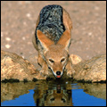 Black-backed jackal, Kgalagadi Transfrontier Park, Northern Cape