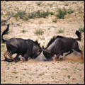 Blue wildebeest, Kgalagadi Transfrontier Park, Northern Cape