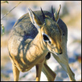 Dik-dik, Kruger National Park
