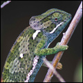 Chameleon, Kruger National Park