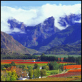 Misty morning in the Hex River Valley, Western Cape