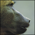 Baboon in the Kruger National Park, Mpumalanga