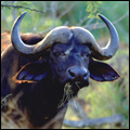 Cape buffalo, Kapama Game Reserve, Limpopo