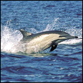 Dolphins off the Wild Coast, Eastern Cape