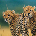 Cheetahs, KwaZulu-Natal