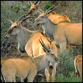 Herd of Eland in the central Drakensberg, KwaZulu-Natal