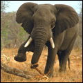 Elephant, Kruger National Park