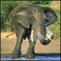 Elephant, Kruger National Park