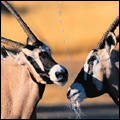 Gemsbok, Kgalagadi Transfrontier Park, Northern Cape